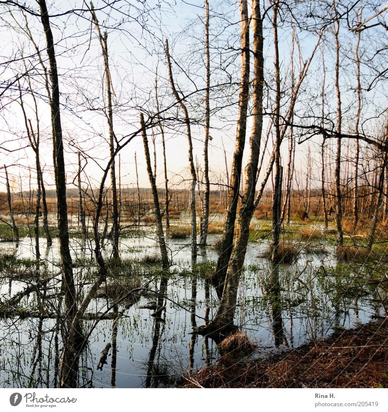 Himmelmoor II Umwelt Natur Landschaft Pflanze Urelemente Erde Wasser Klima Schönes Wetter Baum Moor Sumpf Teich quickborn alt nachhaltig nass Leben