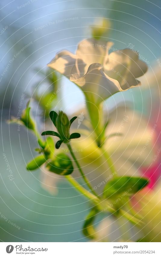 Petunie Blumen und Sonnenuntergang in der Sommerzeit schön Garten Gartenarbeit Natur Pflanze Blatt Blüte Wachstum hell natürlich grün weiß Farbe Petunien