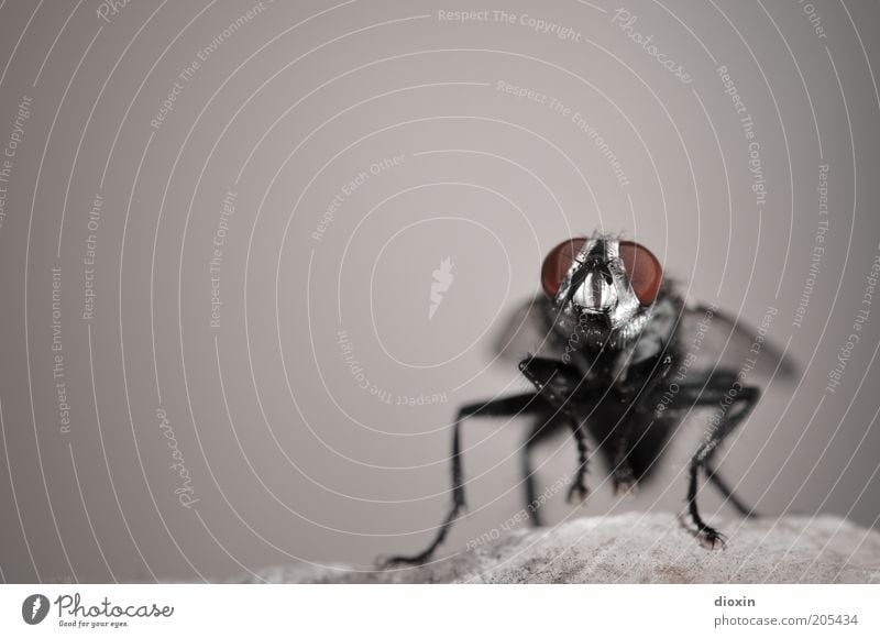 Puck (Brachycera) Felsen Fliege Tiergesicht Flügel 1 sitzen warten klein grau rot schwarz Natur Insekt Facettenauge Beine Stein Parasit Schmeißfliege Farbfoto