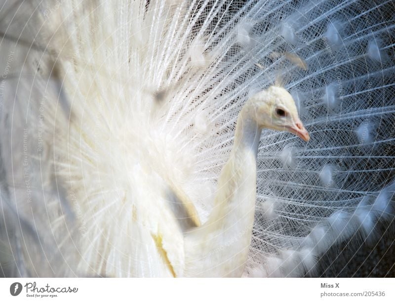 Pfau Tier Vogel Zoo 1 Brunft ästhetisch schön weiß Hochmut Stolz eitel Feder Pfauenfeder Albino Farbfoto Außenaufnahme Schwache Tiefenschärfe Tierporträt Tag