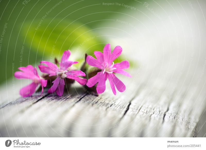 Postkarte Natur Frühling Sommer Pflanze Blume Blüte Wildpflanze Frühlingsblume Sommerblumen Wiesenblume Nelkengewächse rote lichtnelke Duft hell schön rosa