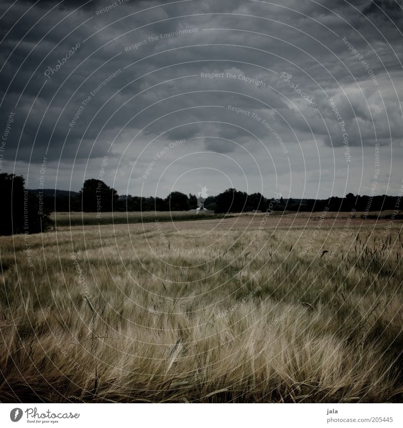 hejo, spann den wagen an... Natur Landschaft Himmel Gewitterwolken Sommer Klima Wind Sturm Nutzpflanze Feld dunkel Farbfoto Außenaufnahme Menschenleer Tag