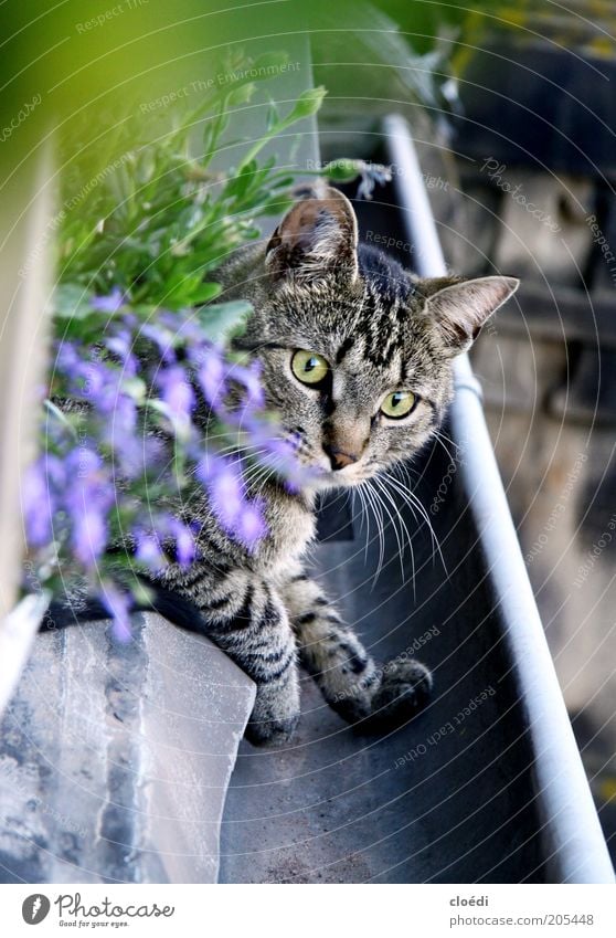 schöne regenrinne Erholung Haustier Katze Fell 1 Tier beobachten genießen Jagd elegant niedlich weich braun grau schwarz weiß Zufriedenheit Leichtigkeit ruhig