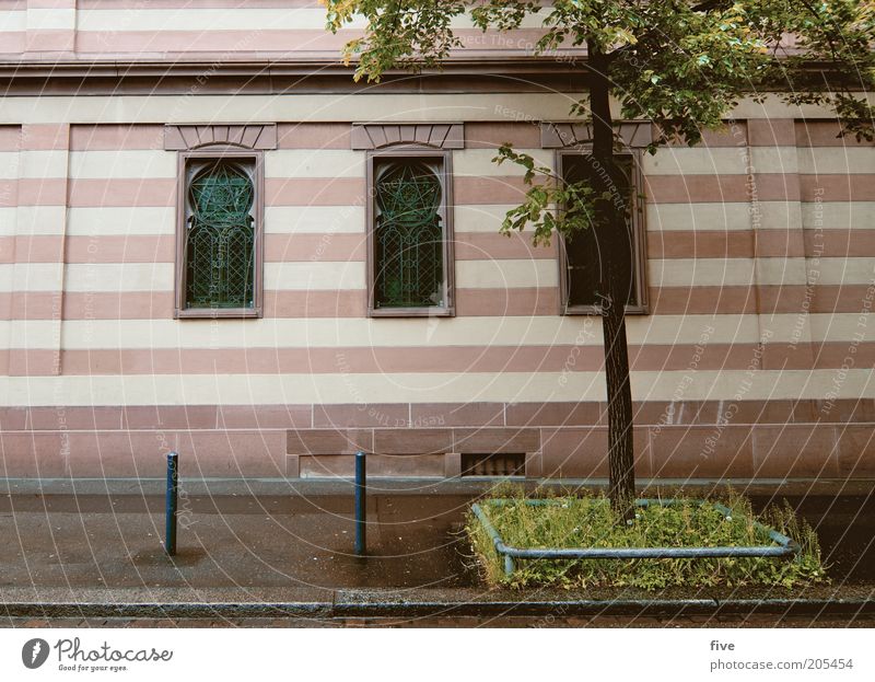 streifen Pflanze Baum Gras Stadt Haus Fassade Fenster Streifen Bordsteinkante Farbfoto Außenaufnahme Menschenleer Tag Licht Weitwinkel gestreift Bürgersteig