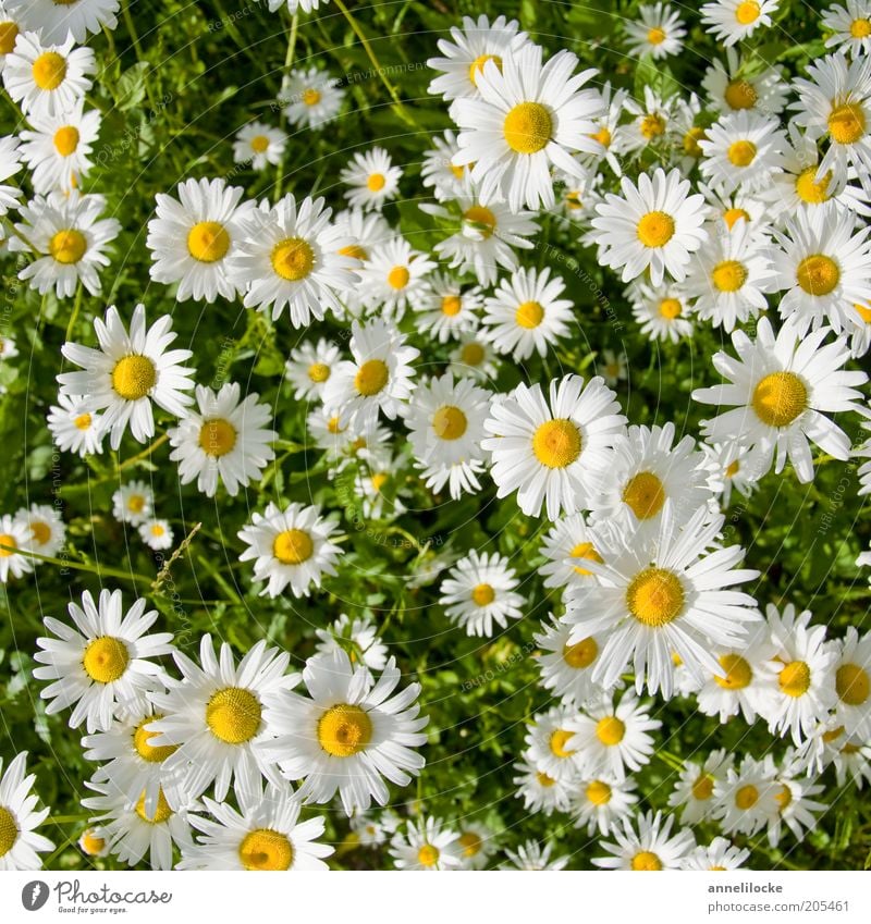 Der Sonne entgegen Umwelt Natur Pflanze Sommer Blüte Wildpflanze Margerite Blütenblatt Wiese Wachstum schön gelb weiß Farbfoto Außenaufnahme Nahaufnahme Tag