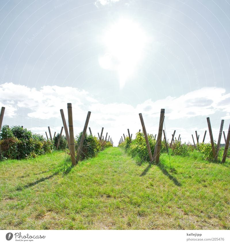 jahrgang 2010 Frucht Wirtschaft Umwelt Pflanze Klima Schönes Wetter Nutzpflanze Wachstum Qualität Wein Weinberg Weinbau Weintrauben Ackerbau anbaugebiet