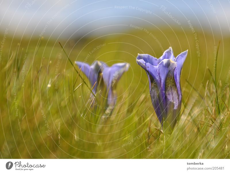 Enzian auf der Alm Natur Pflanze Sommer Blume Blüte Wildpflanze Stimmung Enziangewächse Farbfoto Außenaufnahme Tag violett Blütenkelch Wiesenblume Nahaufnahme