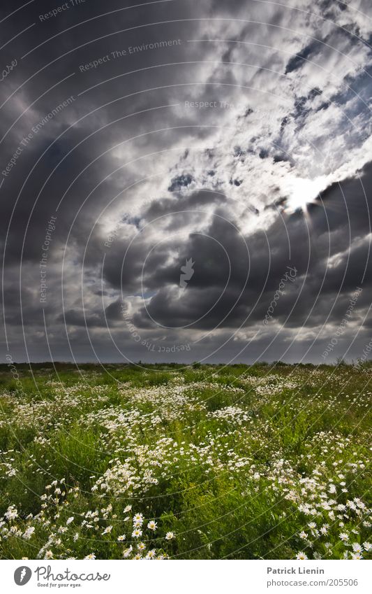 Juni Umwelt Natur Landschaft Pflanze Urelemente Luft Himmel Wolken Gewitterwolken Sonne Sommer Blume Blüte Wildpflanze Wiese Wiesenblume Margerite Kontrast