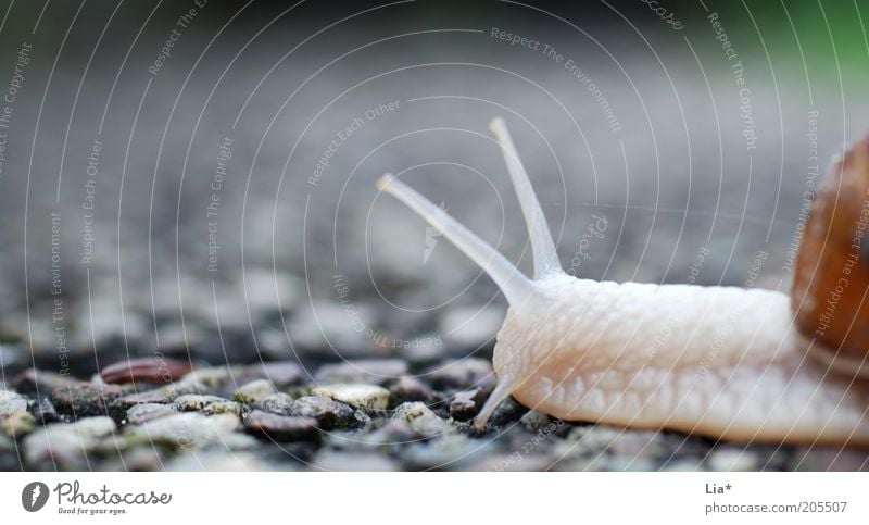 _o_v Tier Schnecke 1 Gelassenheit geduldig Zeit Ziel weich Fühler krabbeln langsam ruhig Zielerreichung vorwärts zielstrebig Orientierung Bewegung Richtung