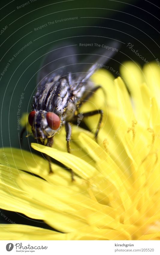 harmlos Umwelt Natur Pflanze Tier Blume Löwenzahn Fliege Schmeißfliege warten klein nah Insekt Farbfoto Außenaufnahme Detailaufnahme Makroaufnahme Unschärfe