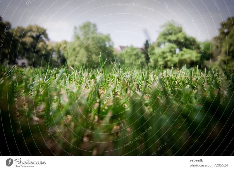 Grasnarbe Sommer Natur Pflanze Erde Wiese grün kurz Farbfoto Außenaufnahme Nahaufnahme Rasen