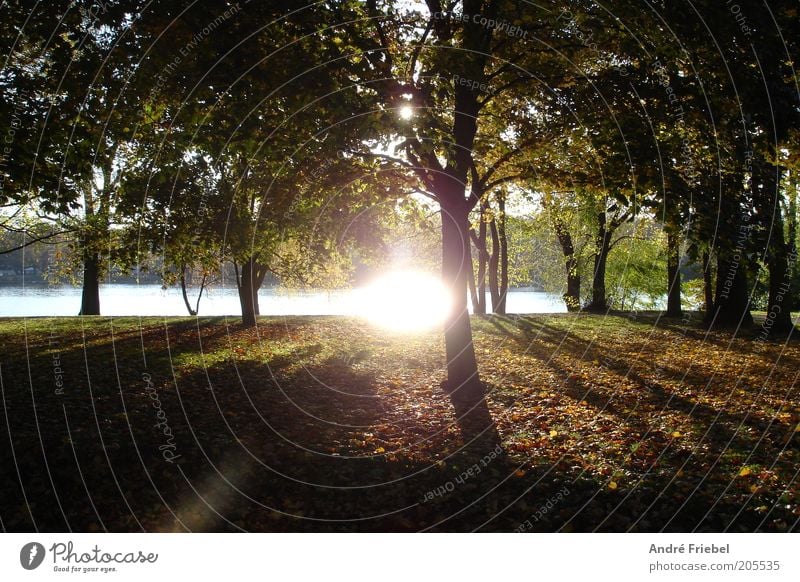 Herbstsonne Berlin Umwelt Natur Pflanze Wasser Sonne Sonnenaufgang Sonnenuntergang Sonnenlicht Schönes Wetter Baum Park Wald Flussufer Menschenleer braun grün