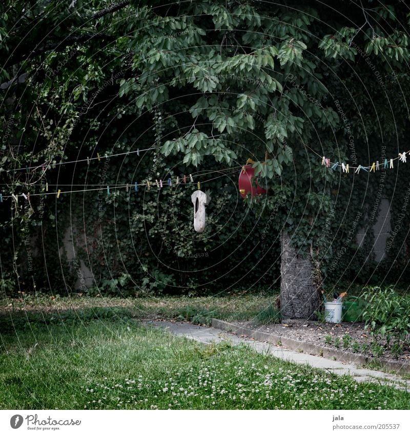 bei muttern Natur Pflanze Baum Gras Garten Wäscheleine Wäscheklammern Klammer dunkel trist grau grün Farbfoto Außenaufnahme Menschenleer Tag Rasen