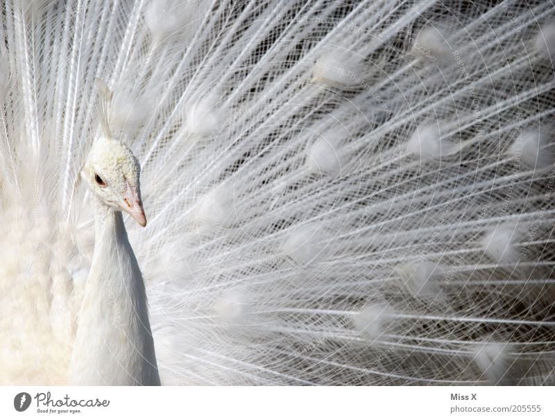 Albino Tier Vogel 1 Brunft exotisch schön weiß Hochmut Stolz rein Pfau Pfauenfeder Feder Farbfoto Gedeckte Farben Nahaufnahme Menschenleer Tierporträt Blick