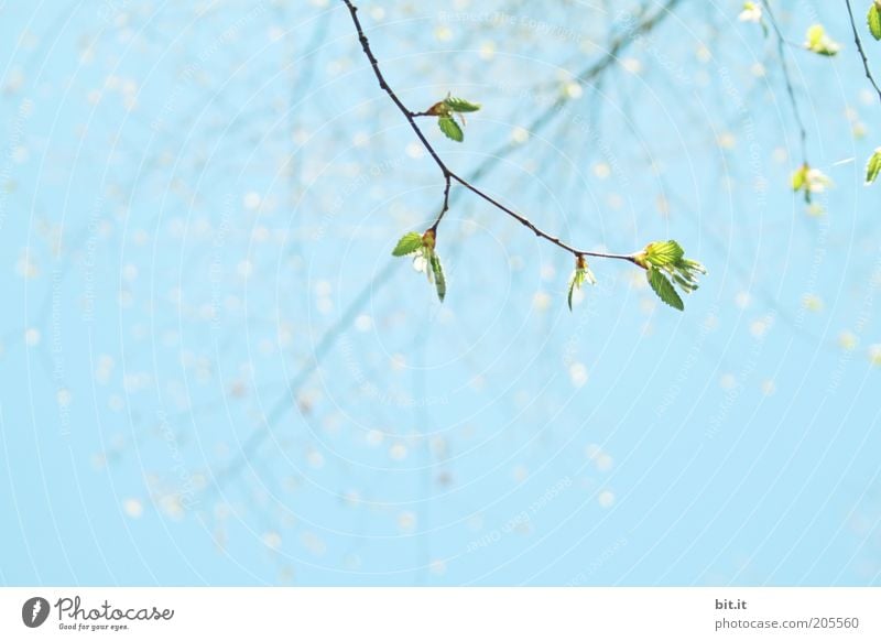 Tausendfach gepunktet Sommer Umwelt Natur Luft Himmel Wolkenloser Himmel Schönes Wetter Pflanze Blatt blau Ast Frühlingstag Wachstum Blühend Blütenknospen grün