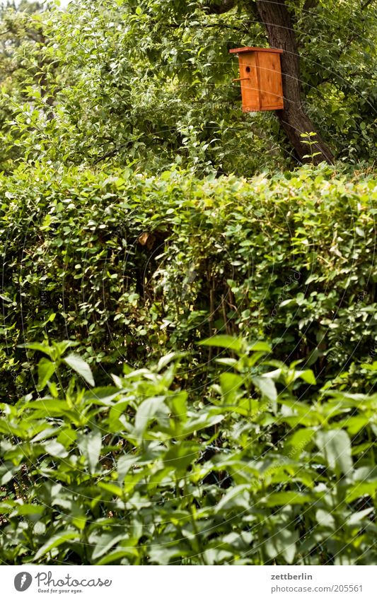 Starkasten starkasten Futterhäuschen Garten Schrebergarten Kleingartenkolonie Hecke grün Blatt Blattgrün Pflanze Baum Baumstamm Brutkasten Nistkasten Domizil