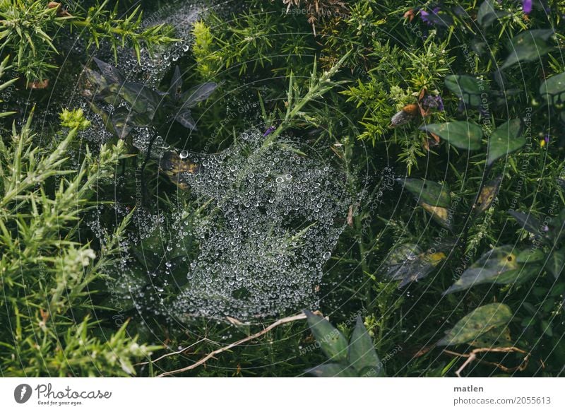 Rasenstück Natur Pflanze Wasser Gras Moos Blatt Blüte Wildpflanze Wiese frisch grün feucht Spinnennetz Dorn Tropfen Farbfoto Gedeckte Farben Außenaufnahme