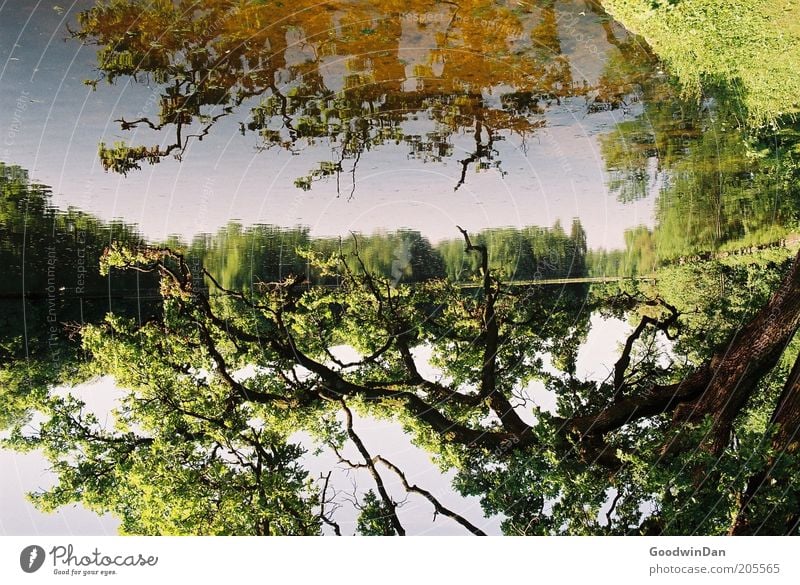 Spieglein, Spieglein Umwelt Natur Urelemente Erde Wasser Himmel Pflanze Baum Park Seeufer hell schön Wärme braun gold grün Stimmung Farbfoto Außenaufnahme