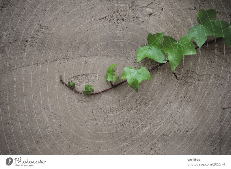 Immer an der Wand lang..... Pflanze Sommer Efeu Blatt Grünpflanze Mauer Wachstum grau grün Farbfoto Gedeckte Farben Außenaufnahme Textfreiraum unten Tag Ranke