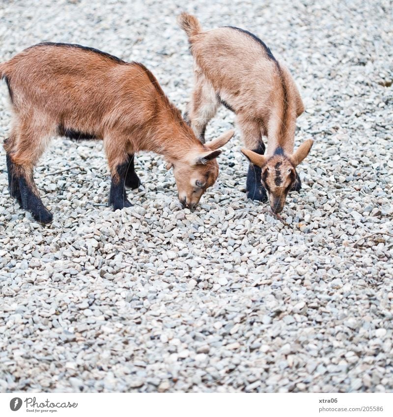 mmmmm, lecker steinchen Tier Nutztier Ziegen Zicklein 2 Tierjunges natürlich niedlich braun Farbfoto Außenaufnahme Textfreiraum unten steinig Stein Steinboden