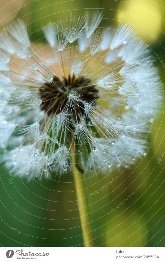 Pusteblume Kunstwerk Umwelt Natur Pflanze Blume Grünpflanze Wildpflanze Blumenstrauß Blühend Löwenzahn Tau Farbfoto