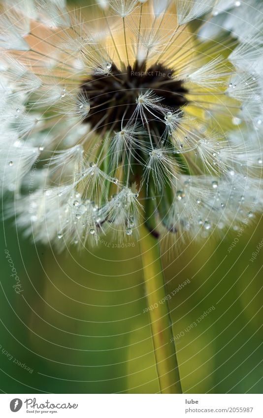 Pusteblume 3 Kunstwerk Umwelt Natur Landschaft Pflanze Frühling Blume Sträucher Grünpflanze Garten Blühend Löwenzahn Tau Farbfoto Nahaufnahme Makroaufnahme