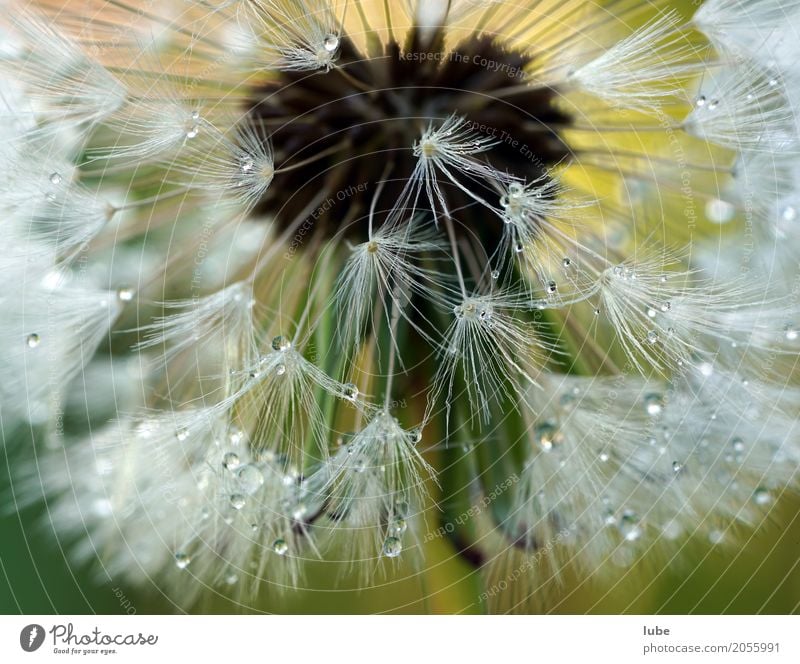 Pusteblume 2 Umwelt Natur Pflanze Wassertropfen Blume Gras Sträucher Grünpflanze Wildpflanze Garten Wiese Blühend Löwenzahn Makroaufnahme Detailaufnahme