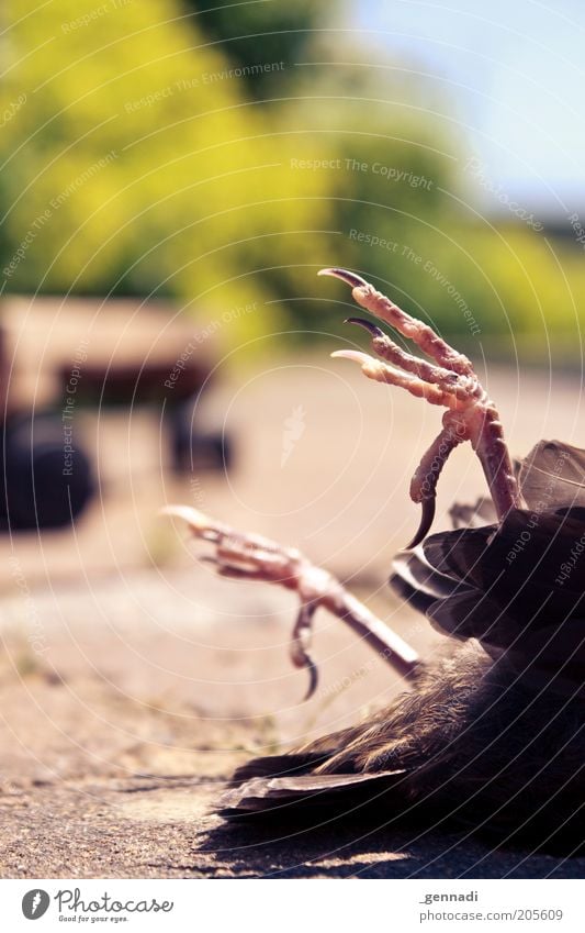 Ende Gelände Totes Tier Vogel Flügel Krallen Feder 1 liegen dreckig Angst Entsetzen Tod Farbfoto Außenaufnahme Nahaufnahme Detailaufnahme Menschenleer Tag