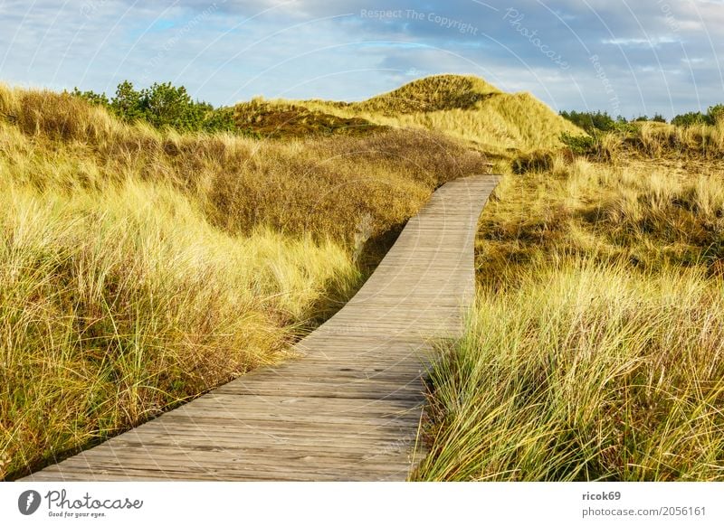 Landschaft in den Dünen auf der Insel Amrum Erholung Ferien & Urlaub & Reisen Tourismus Natur Wolken Herbst Baum Sträucher Wald Küste Nordsee Wege & Pfade blau