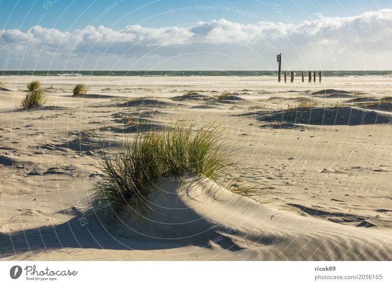 Landschaft in den Dünen auf der Insel Amrum Erholung Ferien & Urlaub & Reisen Tourismus Strand Meer Natur Sand Wolken Herbst Küste Nordsee blau gelb