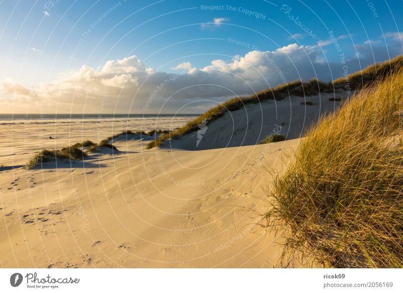 Landschaft in den Dünen auf der Insel Amrum Erholung Ferien & Urlaub & Reisen Tourismus Strand Meer Natur Sand Wolken Herbst Küste Nordsee blau gelb