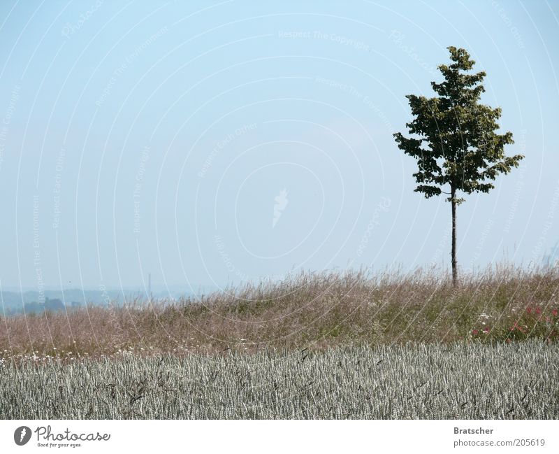 Der Baum. Ferien & Urlaub & Reisen Ausflug Ferne Freiheit Expedition Sommer Sommerurlaub Berge u. Gebirge Umwelt Natur Erde Schönes Wetter Pflanze Gras Hügel