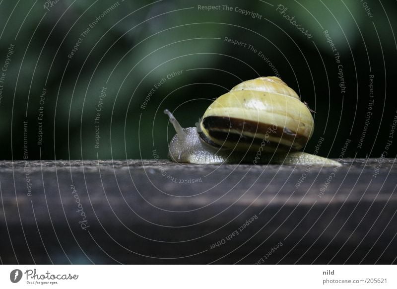 wohin so eilig? Umwelt Natur Tier Schnecke Schneckenhaus 1 Bewegung gelb langsam Farbfoto Außenaufnahme Makroaufnahme Textfreiraum unten Hintergrund neutral Tag