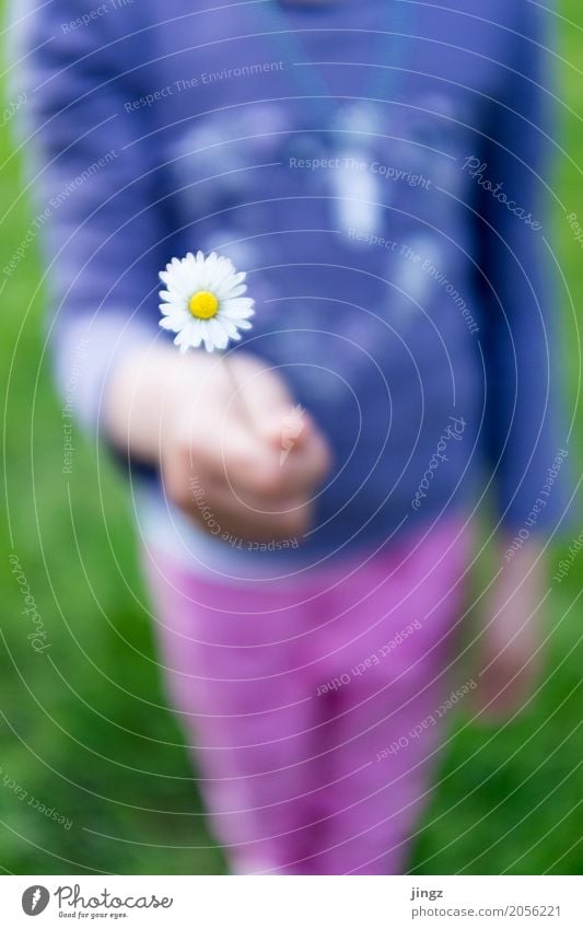 Ein Blümchen für dich feminin Mädchen Körper Hand 1 Mensch Frühling Schönes Wetter Baum Blüte Blühend festhalten frisch hell weich gelb violett rosa weiß