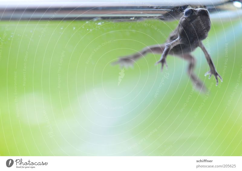 Willste wat? Tier Frosch Aquarium 1 Tierjunges tauchen hässlich grün Maul Kaulquappe Nahaufnahme Detailaufnahme Makroaufnahme Unterwasseraufnahme Wasser Beine