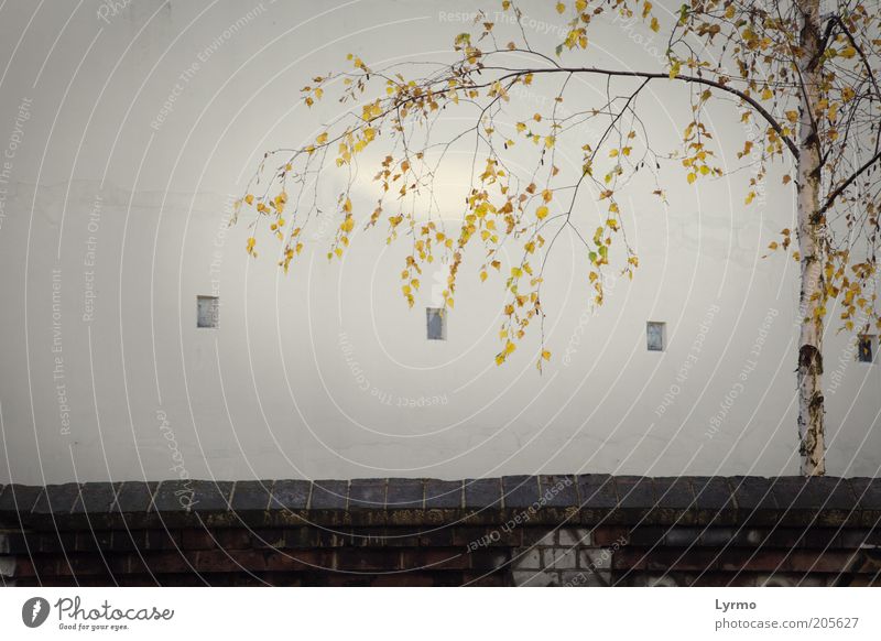 einfach nur Birke Umwelt Natur Sonnenlicht Herbst Pflanze Baum Altstadt Menschenleer Architektur Mauer Wand Fassade Stein Beton Wachstum ästhetisch fest frei