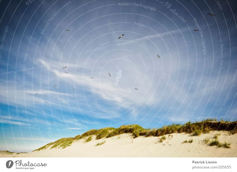 forgotten island Umwelt Natur Landschaft Pflanze Urelemente Erde Sand Luft Himmel Wolken Sommer Wetter Schönes Wetter Hügel Küste Strand Nordsee Meer Insel