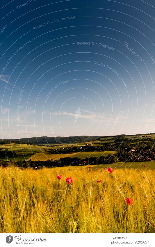 Weserbergland Umwelt Natur Landschaft Luft Himmel Sommer Schönes Wetter Nutzpflanze Weizenfeld Mohn Wiese Feld Berge u. Gebirge schön trocken ästhetisch