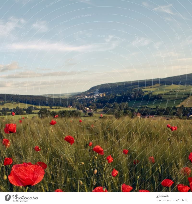 Idylle Umwelt Natur Landschaft Pflanze Urelemente Erde Luft Schönes Wetter Nutzpflanze Weizenfeld Getreide Kornfeld Mohn Mohnblüte Wiese Feld schön grün rot