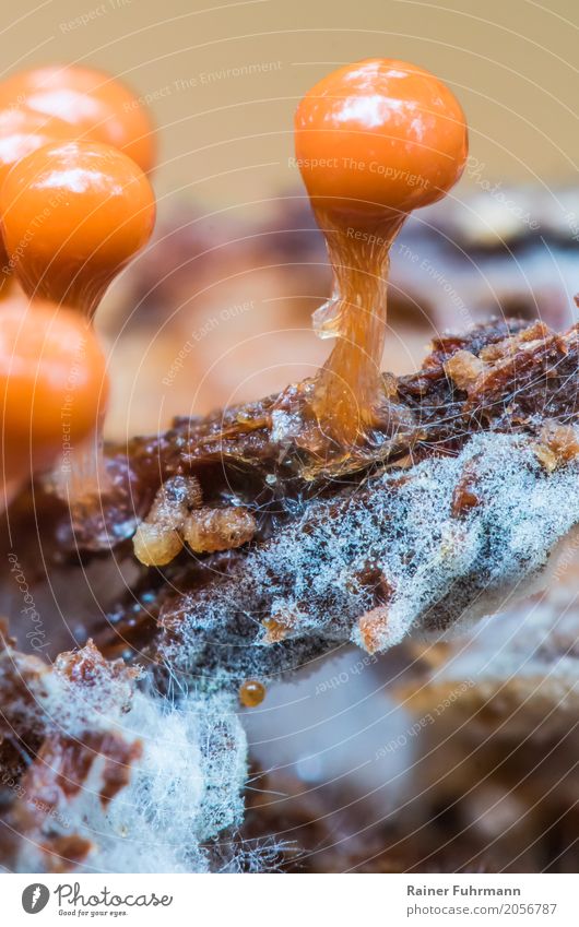 ein Schleimpilz hat Fruchtkörper gebildet Natur "Schleimpilz Pilz" Park Wald Luftballon "Pilze Schleimpilze Mycetozoa ausserirdisch seltsam Makro Fruchtkörper"