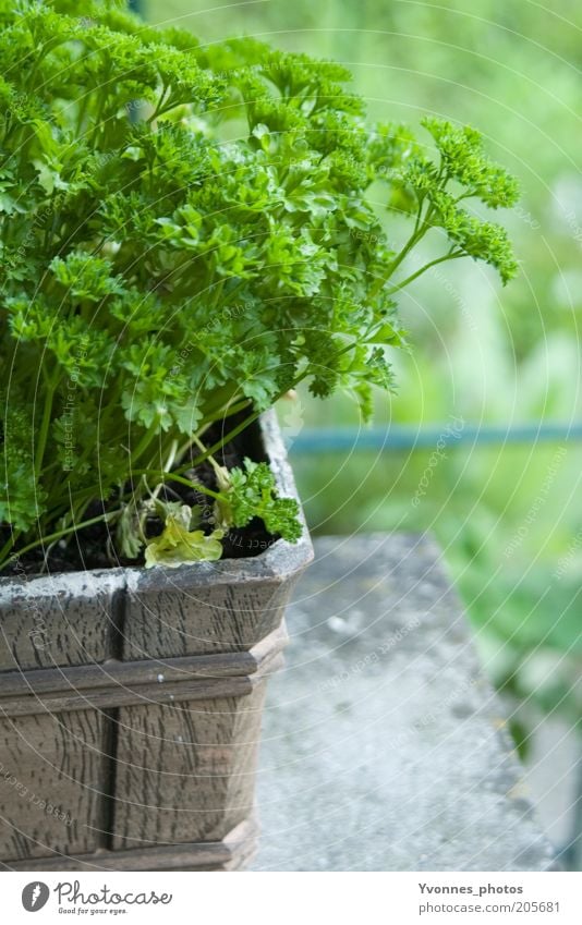 Petersilie Lebensmittel Kräuter & Gewürze Ernährung Bioprodukte Vegetarische Ernährung Umwelt Natur Erde Frühling Sommer Nutzpflanze Garten frisch lecker