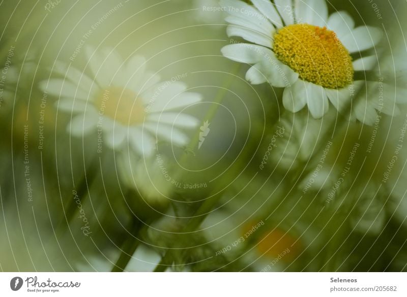 Margeriten Sommer Umwelt Natur Pflanze Frühling Blume Gras Blüte Blühend ästhetisch schön Duft Farbfoto Außenaufnahme Nahaufnahme Detailaufnahme Tag Blütenblatt