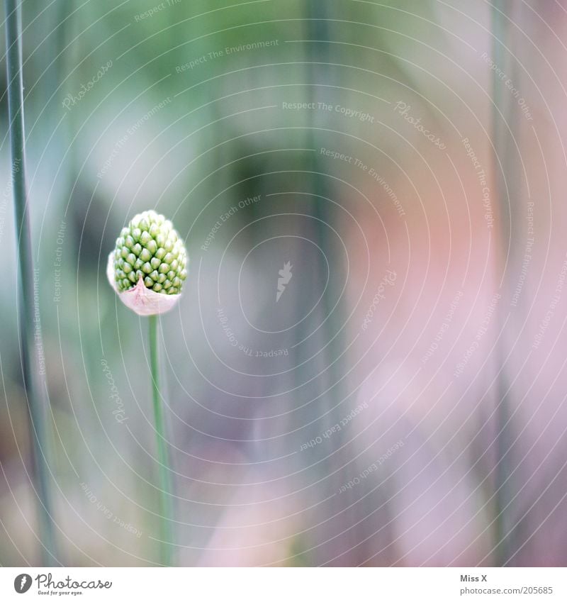 solo Natur Pflanze Blume Gras Blüte Einsamkeit einzeln Blütenknospen Stengel Farbfoto Gedeckte Farben Nahaufnahme Menschenleer Textfreiraum rechts