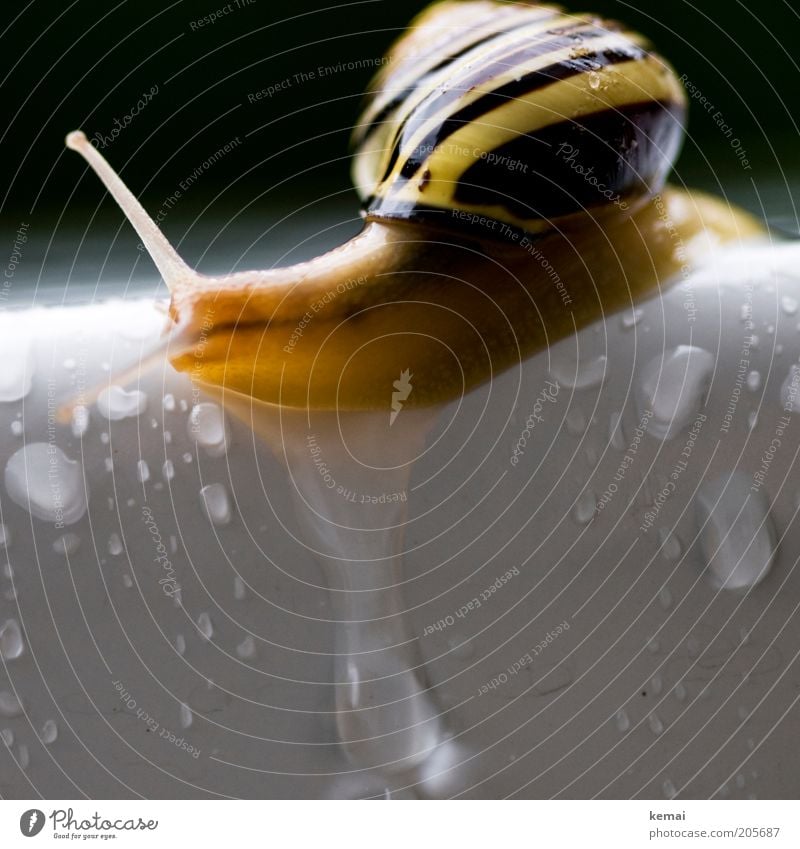 Die letzte Schnecke Wasser Wassertropfen schlechtes Wetter Regen Tier Schneckenhaus Fühler 1 Tisch nass schleimig weiß Ecke Am Rand Farbfoto Außenaufnahme