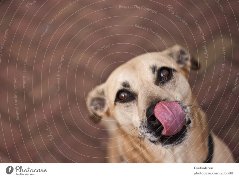 Hunger Tier Haustier Hund Tiergesicht Fell 1 beobachten sitzen warten Tierliebe Appetit & Hunger Farbfoto Außenaufnahme Textfreiraum links Textfreiraum oben Tag