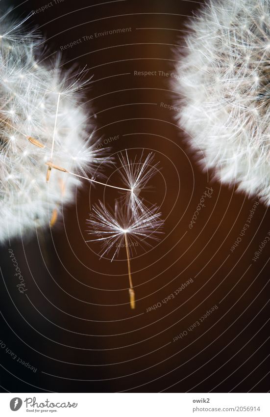 Leicht Umwelt Natur Pflanze Blume Löwenzahn Samenpflanze Bewegung fliegen hängen dünn authentisch klein nah natürlich Zusammensein achtsam zierlich Leichtigkeit