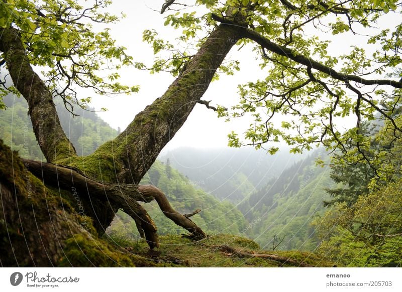 magic black forest Ferien & Urlaub & Reisen Ausflug Freiheit Expedition Sommer Berge u. Gebirge Umwelt Natur Landschaft Pflanze Erde Wetter Nebel Baum Moos Wald