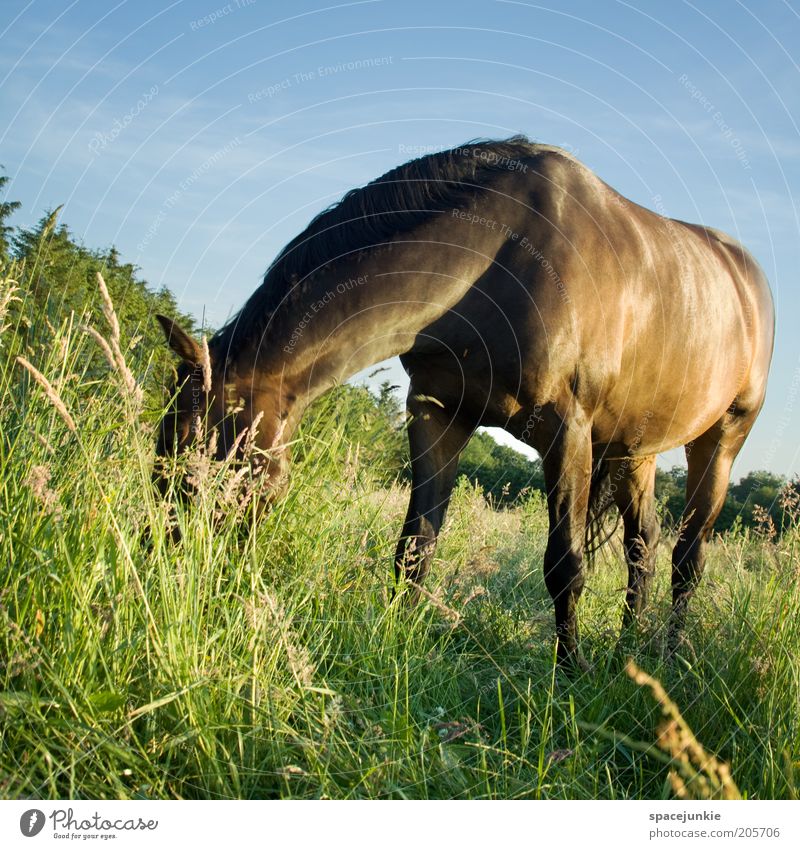 Das Gute liegt im Gras schön Landschaft Sommer Wiese Fressen elegant glänzend muskulös Neugier Geruch Fell Mähne Farbfoto Außenaufnahme Menschenleer Tag