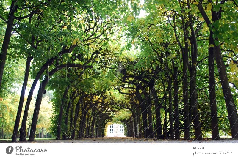 ins Grüne Ferien & Urlaub & Reisen Ausflug Sightseeing Natur Sommer Baum Park Platz gigantisch groß lang grün Allee Lustgarten Farbfoto Außenaufnahme