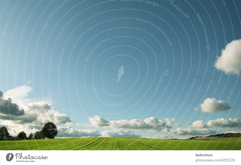 durchatmen Umwelt Natur Landschaft Himmel Wolken Frühling Sommer Schönes Wetter Pflanze Baum Gras Grünpflanze Nutzpflanze Wiese Feld Unendlichkeit